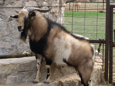100 Nubian goats, some. . Goats for sale texas